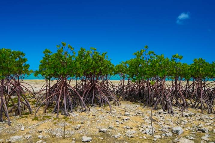 copaci mangrove